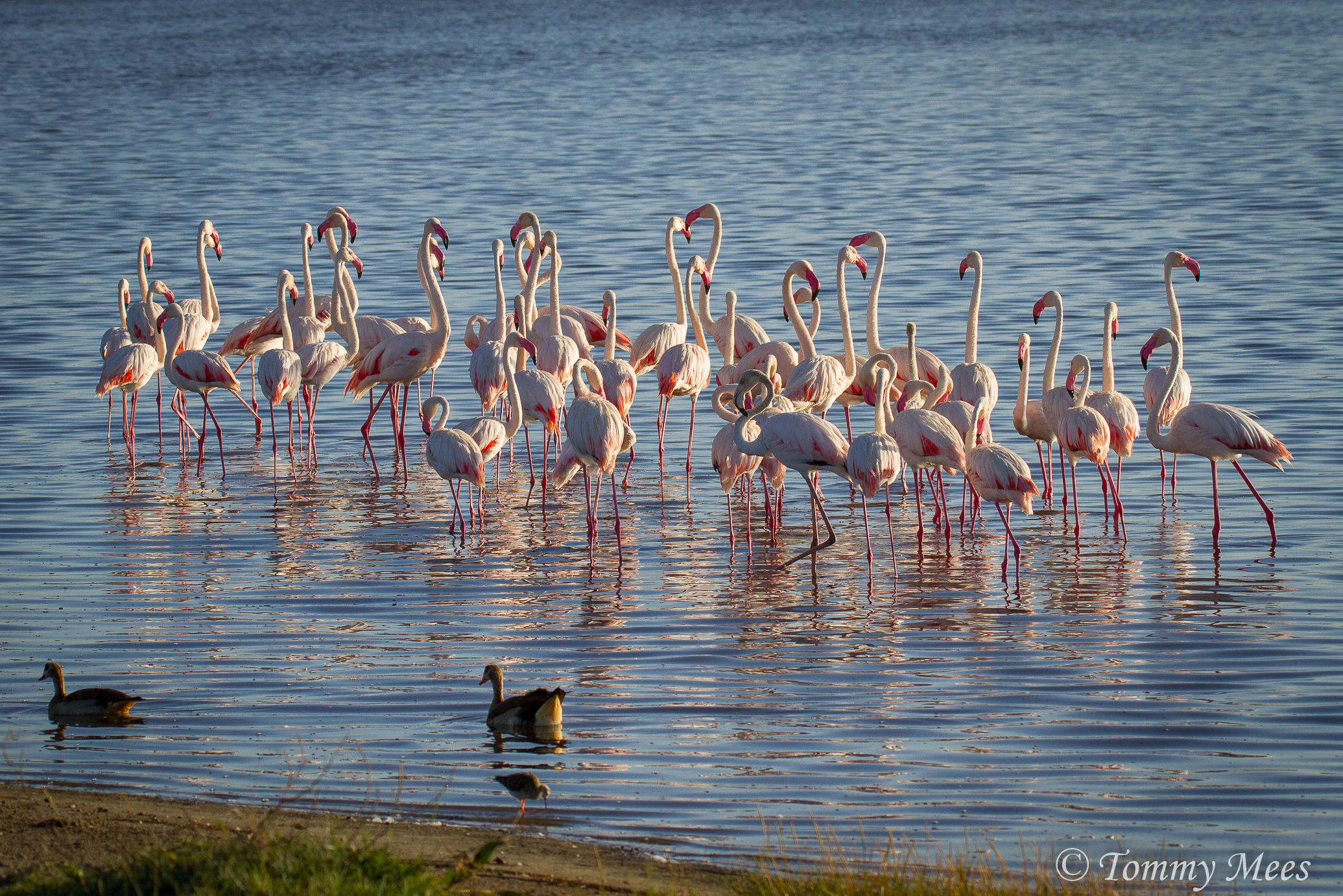 Arusha National Park Day Tour