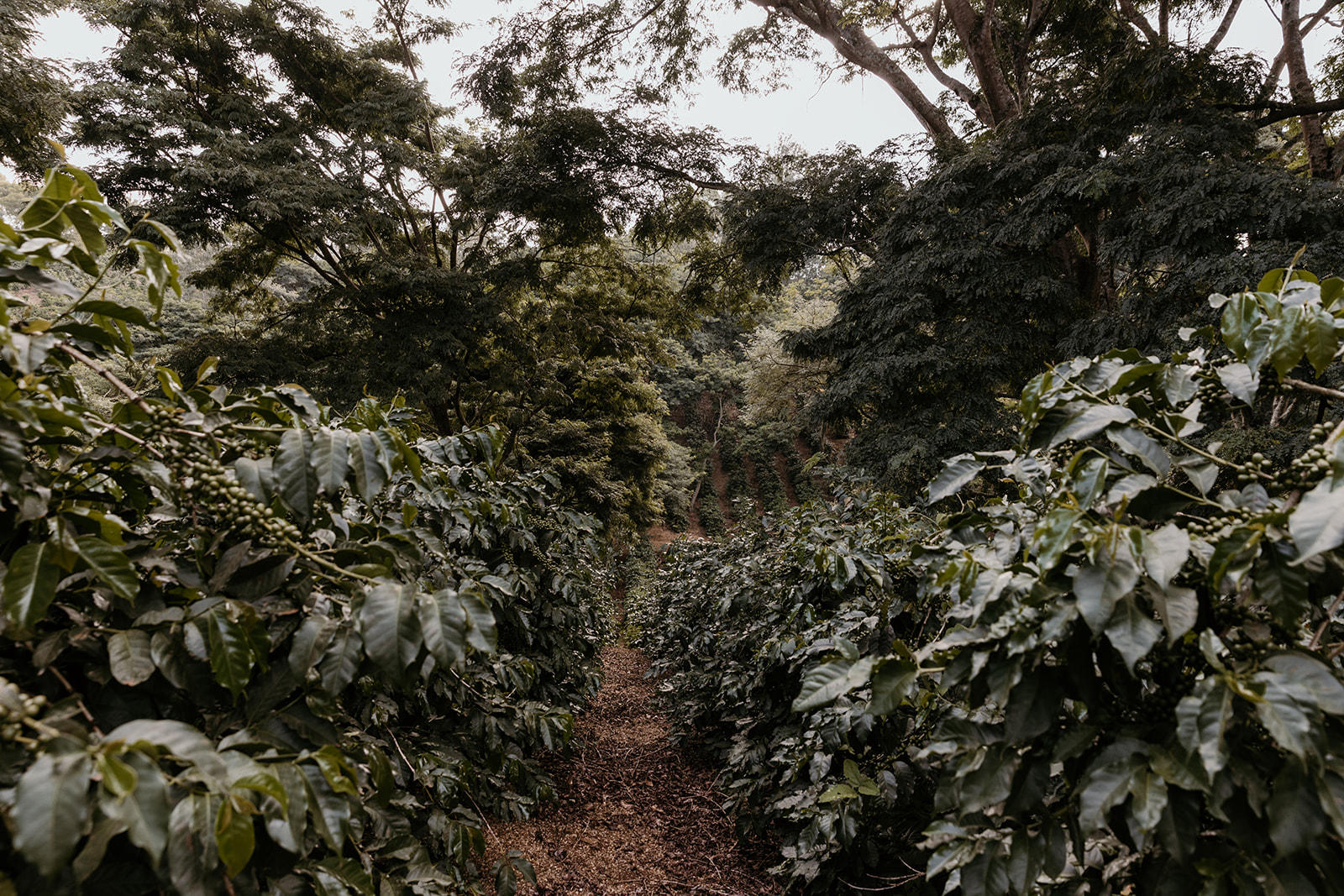 Coffee Tour in Kilimanjaro