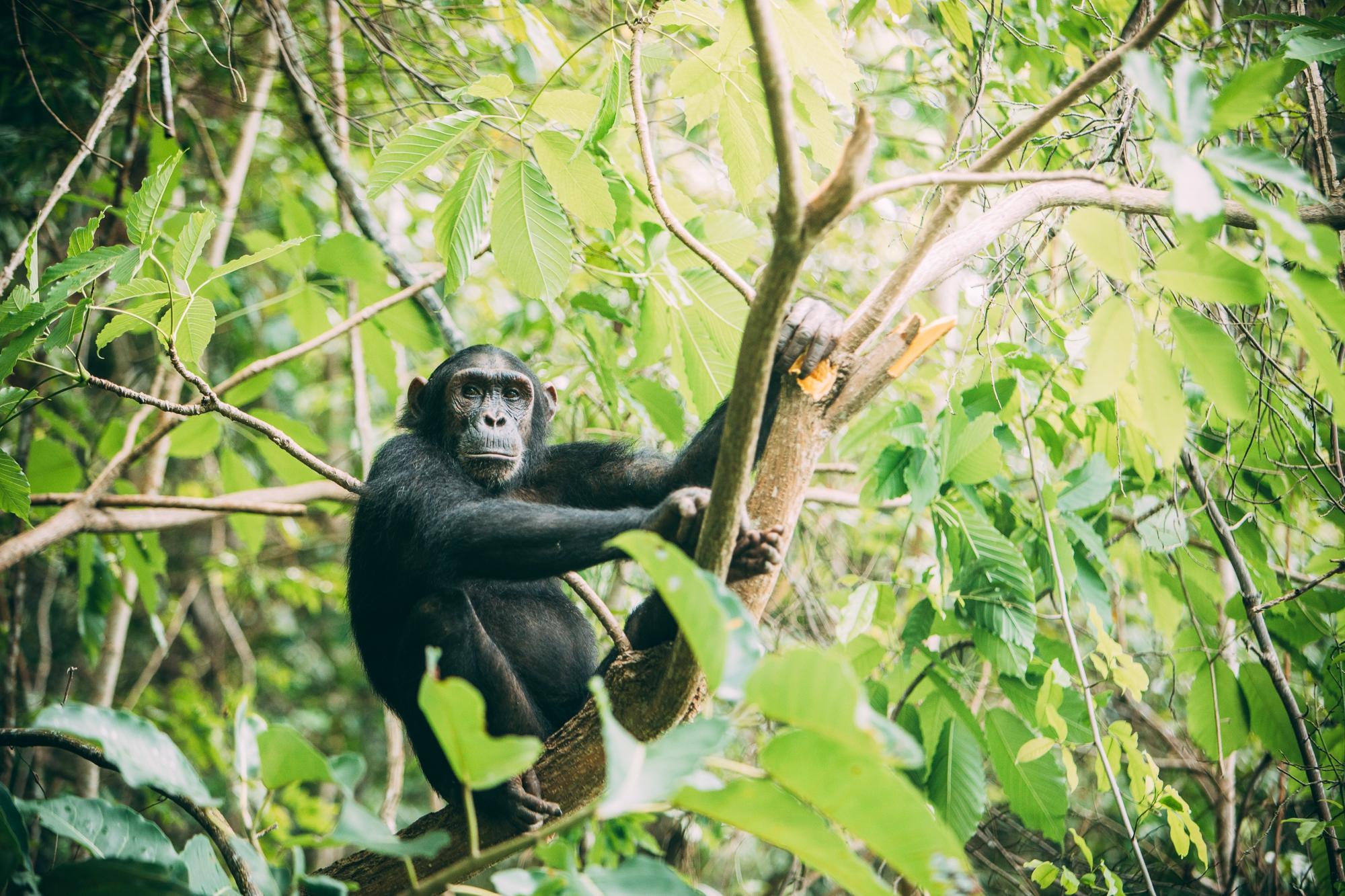 Gombe Stream Chimpanzee Safari