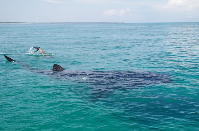 Snorkeling in Mafia Island