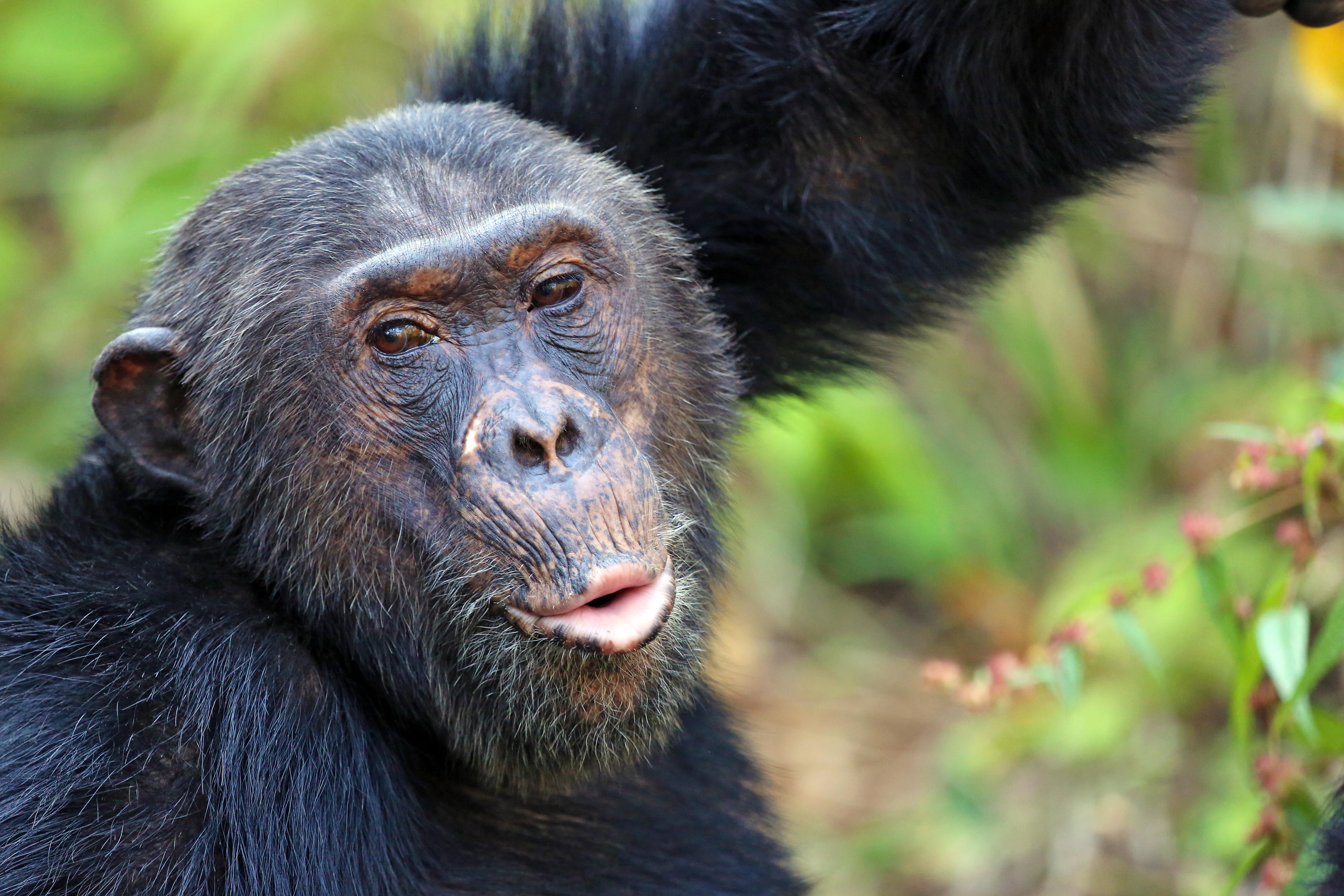 Mahale Mountains Chimpanzee Trekking