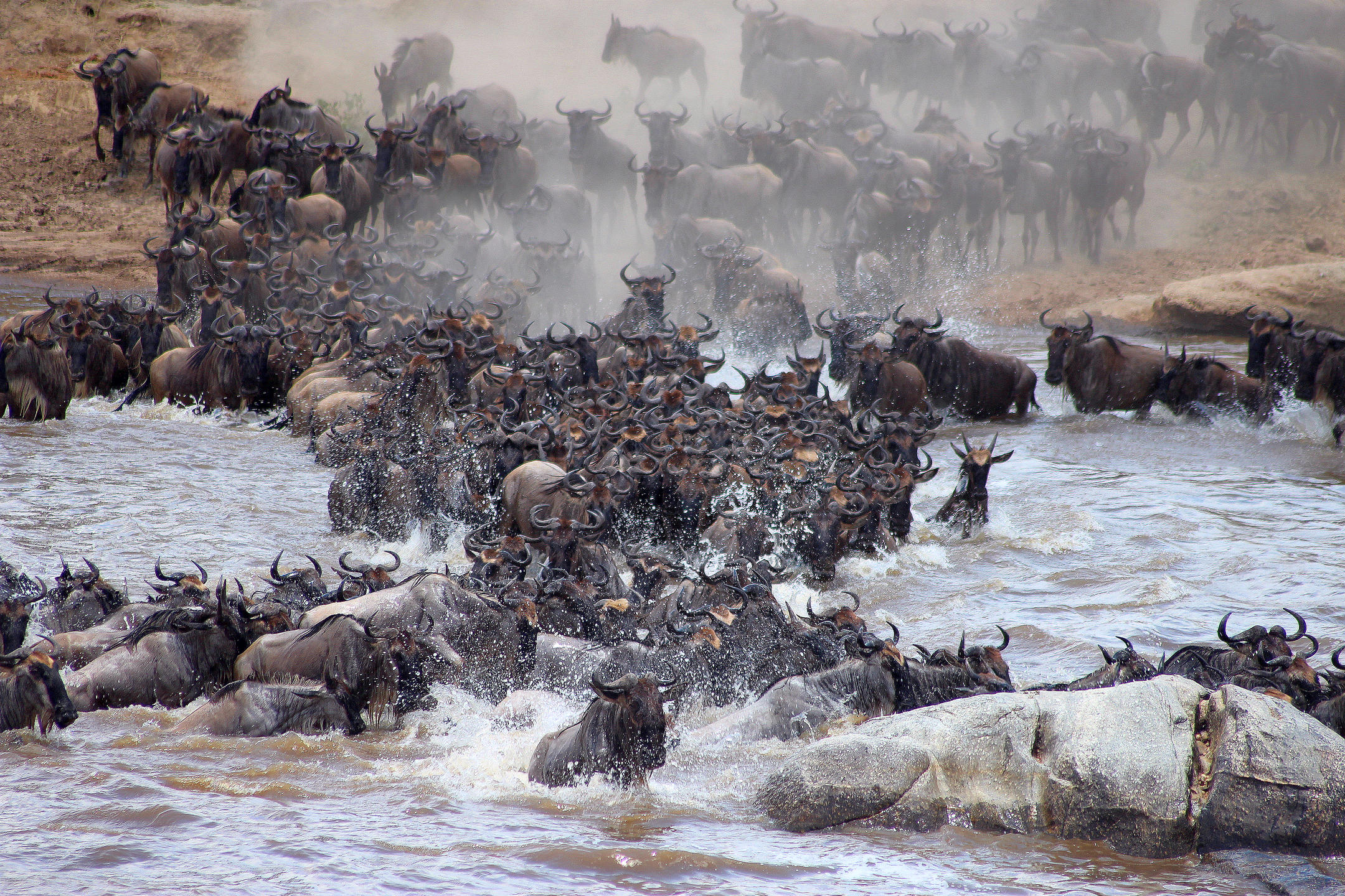 Wildebeests in Masai Mara