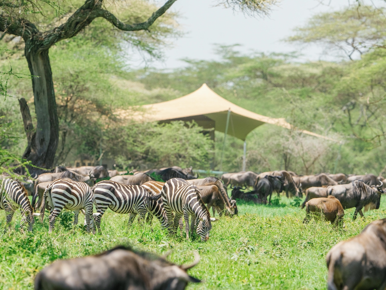 Serengeti Great Migration