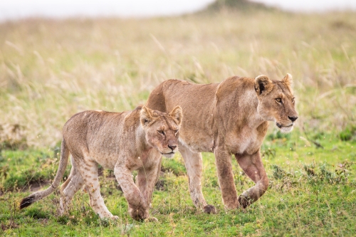 Mikumi National Park Safari