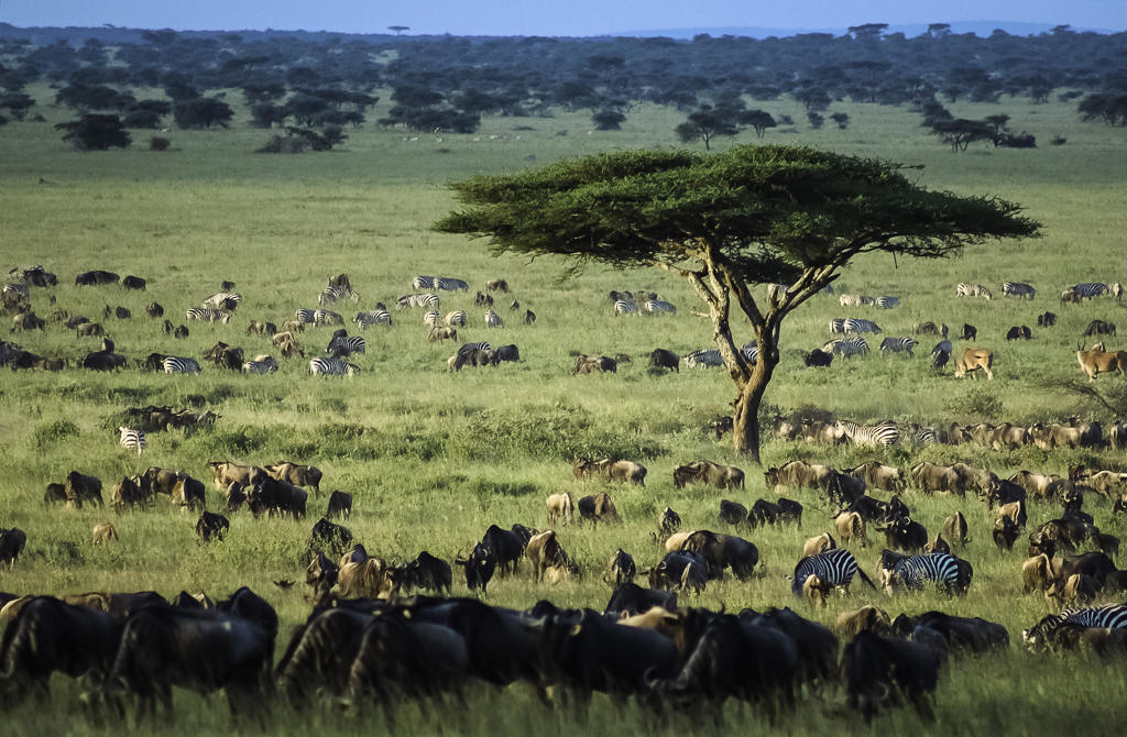 Serengeti & Ngorongoro Migration