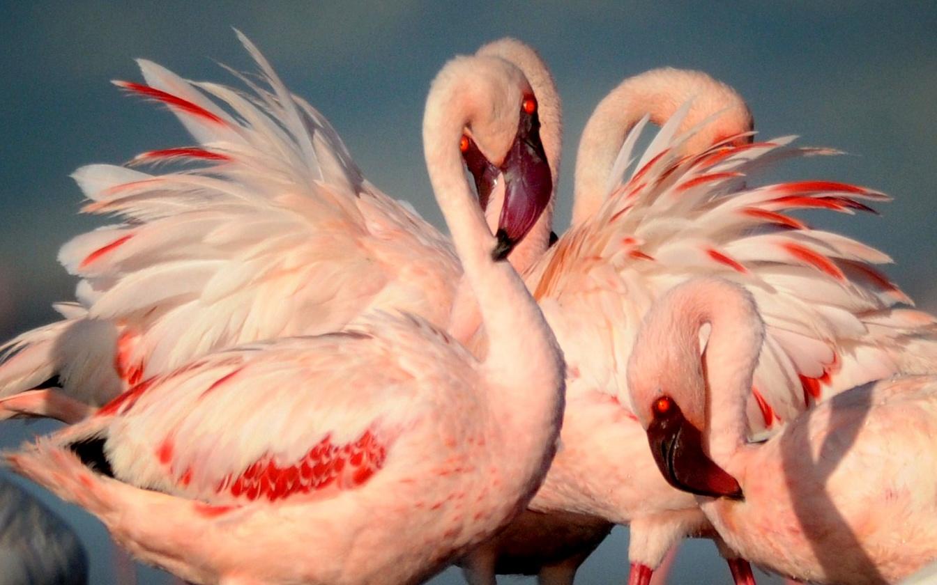 Things to Do - Lake Natron