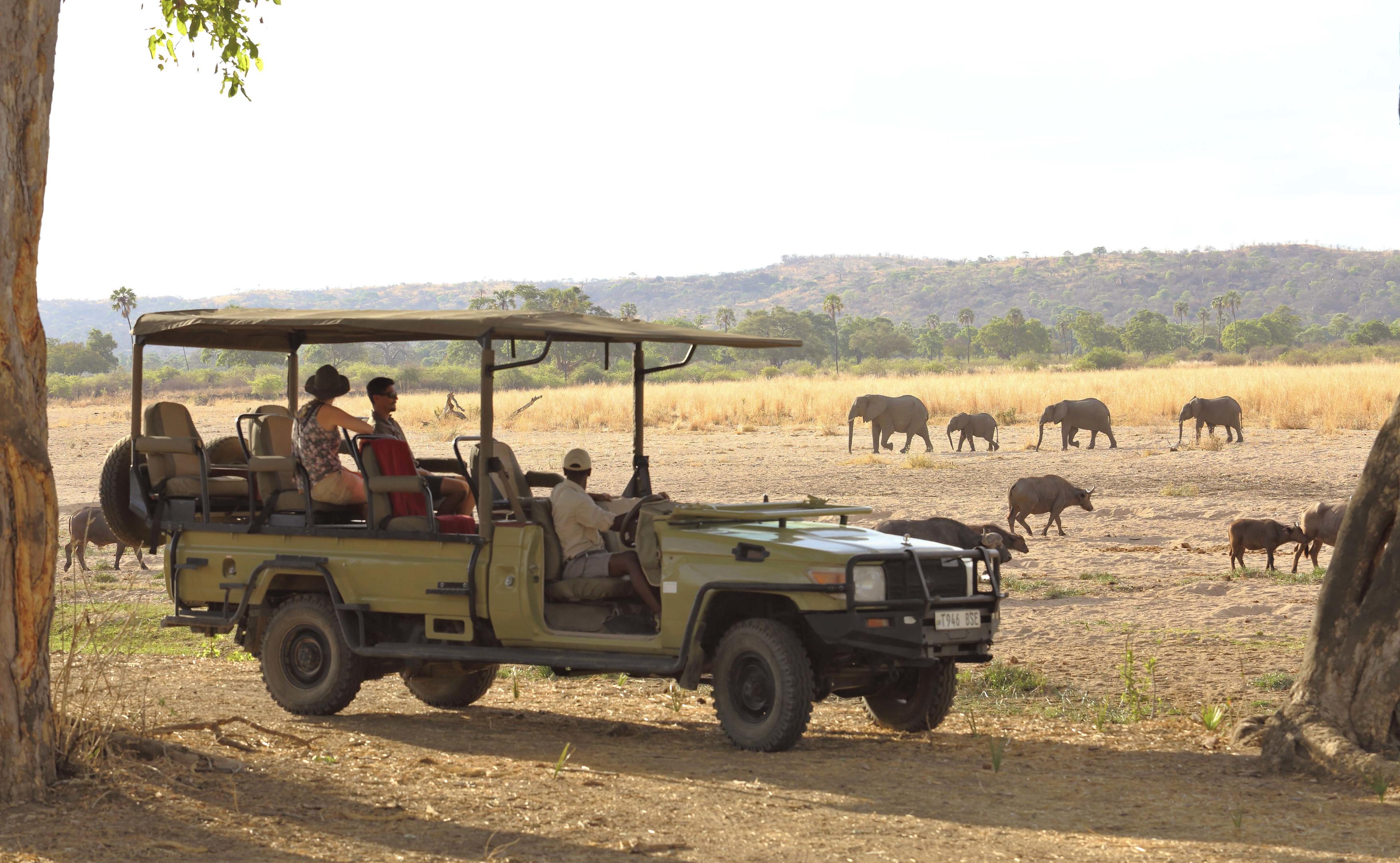 Ruaha National Park Safari