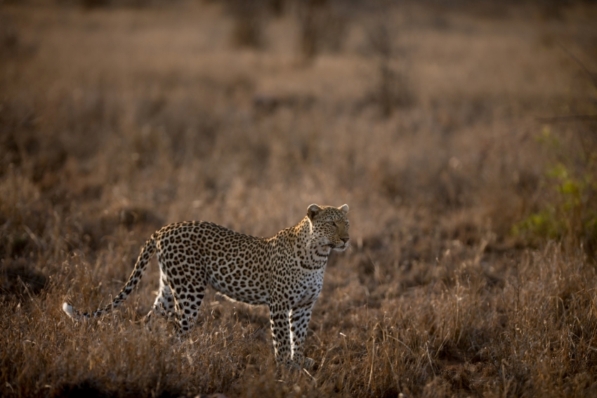 Serengeti Wildlife Safari