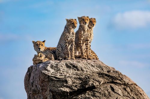 Serengeti in Tanzania